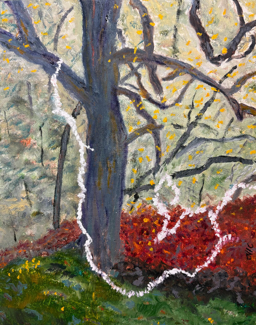 Old Man&#39;s Beard Fungus